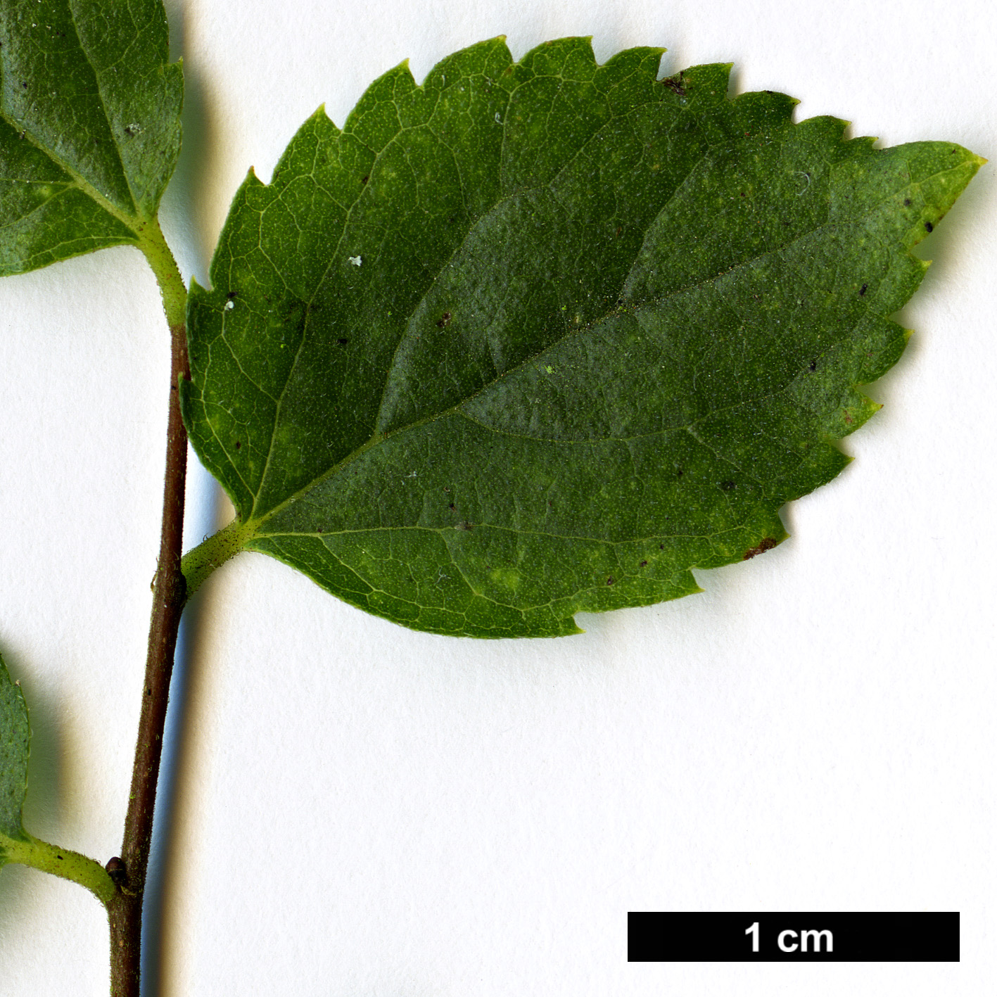 High resolution image: Family: Cannabaceae - Genus: Celtis - Taxon: tournefortii - SpeciesSub: var. tournefortii